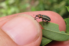 Eudiagogus episcopalis