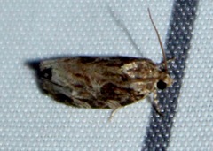 Phaecasiophora confixana