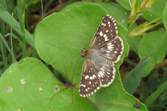 Burnsius orcynoides