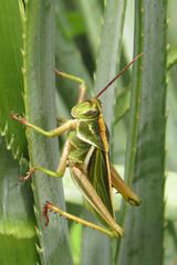 Staleochlora viridicata