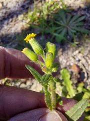 Senecio lividus