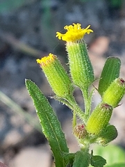 Senecio lividus