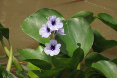 Pontederia azurea