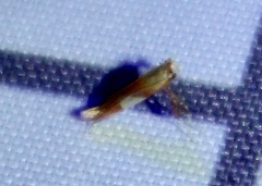 Caloptilia packardella