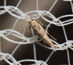 Anatrachyntis rileyi