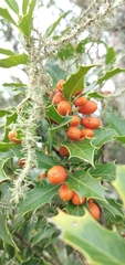 Maytenus ilicifolia