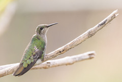 Anthracothorax dominicus