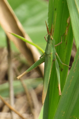 Allotruxalis gracilis