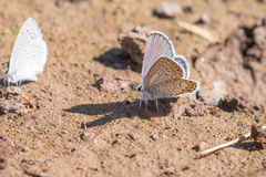 Plebejus melissa