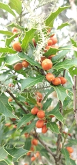 Maytenus ilicifolia