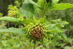 Smallanthus connatus