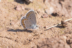 Plebejus melissa