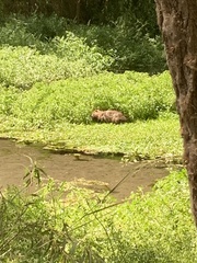 Myocastor coypus