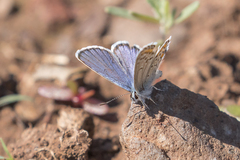 Plebejus melissa