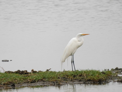 Ardea alba
