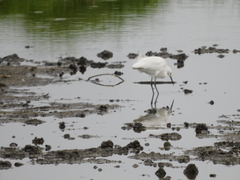 Egretta thula
