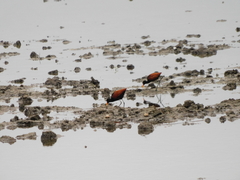 Jacana jacana
