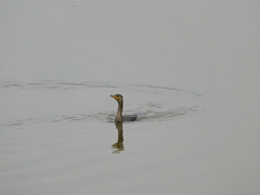 Nannopterum brasilianum