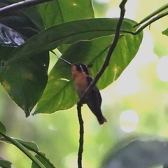 Lampornis