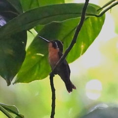 Lampornis