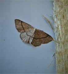 Cyclophora dataria
