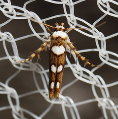 Stathmopoda triselena