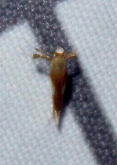Caloptilia packardella