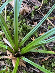 Carex hendersonii