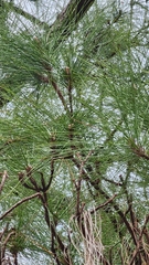 Pinus elliottii