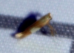 Caloptilia packardella
