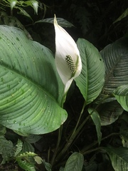 Spathiphyllum