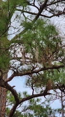 Pinus elliottii