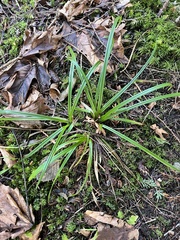 Carex hendersonii