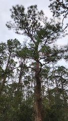Pinus elliottii