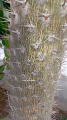 Apocynoideae
