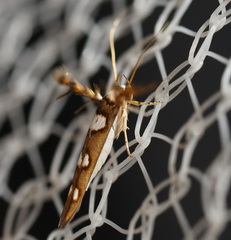 Stathmopoda triselena