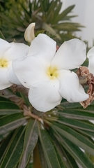 Apocynoideae
