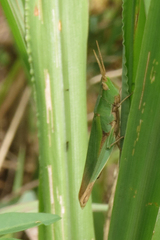 Allotruxalis gracilis
