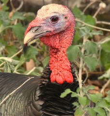 Meleagris gallopavo mexicana