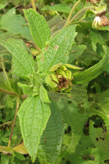 Smallanthus connatus