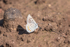 Euphilotes centralis