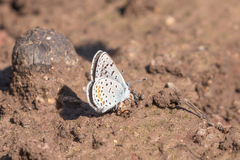 Euphilotes centralis