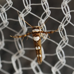 Stathmopoda triselena