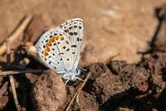 Euphilotes centralis