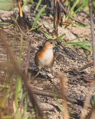 Laterallus melanophaius