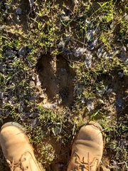 Cervus canadensis nannodes