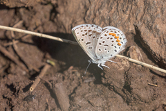 Euphilotes centralis