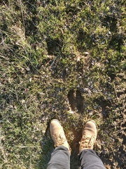 Cervus canadensis nannodes