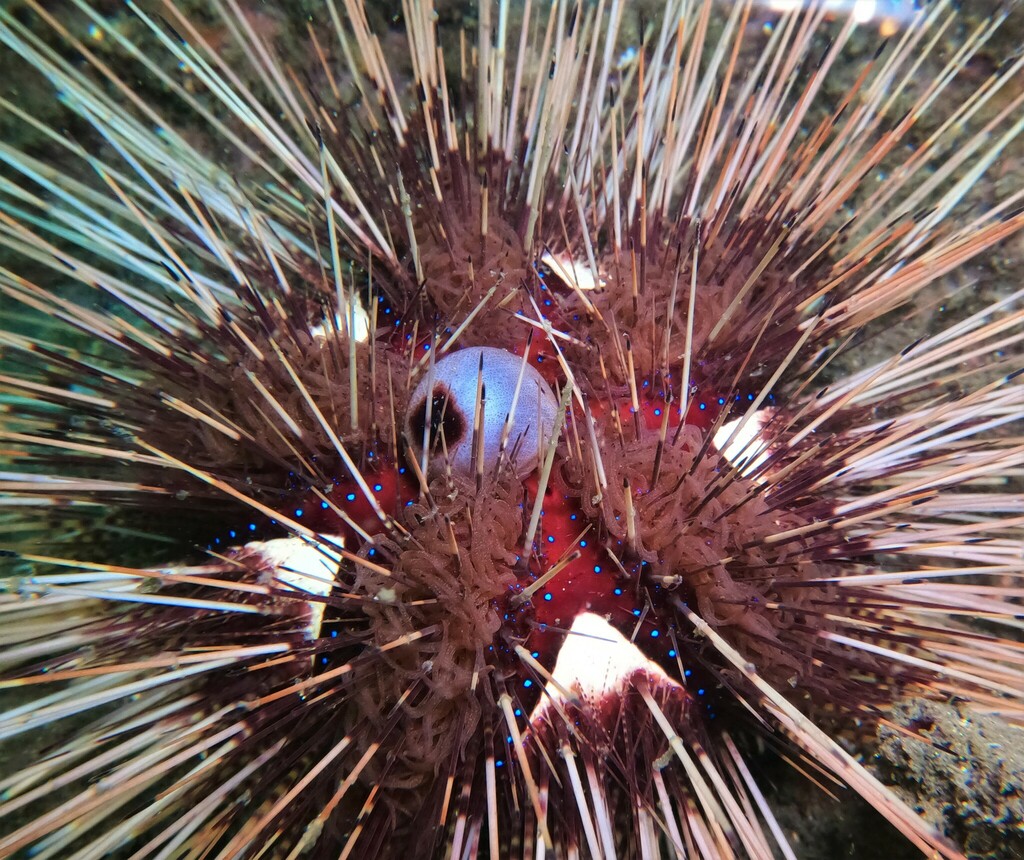 Pin Cushion Sea Urchin