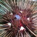 Pin Cushion Sea Urchin - Photo (c) Alberto Alcalá, some rights reserved (CC BY), uploaded by Alberto Alcalá